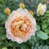 Rosa 'Golden Celebration' - růže anglická