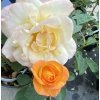 Rosa 'Golden Medal' - růže VELKOKVĚTÁ
