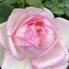 Rosa 'Honoré de Balzac' - růže VELKOKVĚTÁ