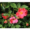 Rosa 'Hot Fire' - růže půdopokryvná