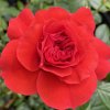 Rosa 'Cherry Girl' - růže mnohokvětá