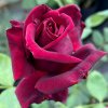 Rosa 'Josef Klimeš' - růže VELKOKVĚTÁ