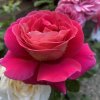 Rosa 'Kronenburg' - růže VELKOKVĚTÁ