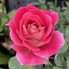 Rosa 'Kronenburg' - růže VELKOKVĚTÁ