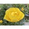 Rosa 'Limes Gold' - růže polyantka