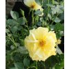 Rosa 'Limes Gold' - růže polyantka