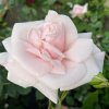 Rosa 'New Dawn' - růže PNOUCÍ
