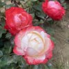 Rosa 'Nostalgie' - růže VELKOKVĚTÁ