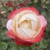 Rosa 'Nostalgie' - růže VELKOKVĚTÁ