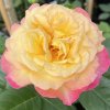 Rosa 'Oriental Express' - růže velkokvětá