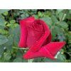 Rosa 'Pharaon' - růže VELKOKVĚTÁ