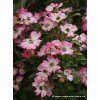 Rosa 'Pink Spray' - růže