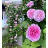 rosa GertrudeJekyll3