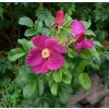 Rosa rugosa - růže svraskalá