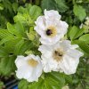 Rosa rugosa 'Alba' - růže svraskalá