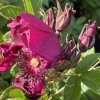 Rosa rugosa 'Emotion' - růže svraskalá