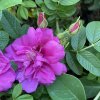 Rosa rugosa 'Exception'® - růže svraskalá
