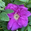 Rosa rugosa 'Passion' - růže svraskalá