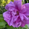 Rosa rugosa 'Passion' - růže svraskalá
