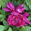 Rosa rugosa 'Purple Pavement' - růže svraskalá