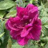 Rosa rugosa 'Purple Pavement' - růže svraskalá
