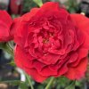 Rosa 'Scarlet Bonica' kmínek - růže mnohokvětá