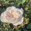Rosa 'Schneeflocke' - růže půdopokryvná