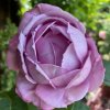Rosa 'Silver Star' - růže VELKOKVĚTÁ