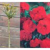 Rosa Topolina červená kmínek - růže drobnokvětá