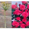 Rosa Topolina růžová kmínek - růže drobnokvětá