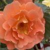 Rosa 'Westerland' - růže PNOUCÍ