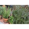 Rosmarinus officinalis - rozmarýn lékařský