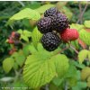 Rubus 'Bristol' BLACK JEWELL - malina černá