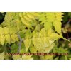Rubus cockburnianus 'Golden Vale' - okrasný ostružiník