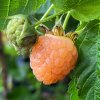 Rubus idaeus 'Fallgold' - maliník remontantní
