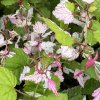 Rubus microphyllus 'Variegatus' - ostružiník