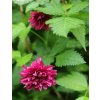 Rubus spectabilis 'Olympic Double' - ostružiník skvělý