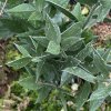 Ruscus aculeatus - listnatec pichlavý