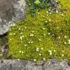 Sagina subulata 'Aurea' - úrazník šídlovitý