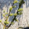 Salix finmarchica (x) - vrba Finmarchova