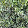 Salix finmarchica (x) - vrba Finmarchova