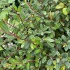 Salix finmarchica (x) - vrba Finmarchova