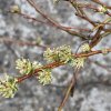 Salix finmarchica (x) - vrba Finmarchova