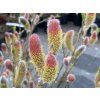 Salix gracilis 'Mount Aso' - vrba