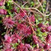 Salix hylematica - vrba západohimálajská