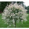 Salix integra 'Hakuro Nishiki' kmínek - vrba japonská