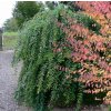Salix integra 'Pendula' - vrba