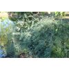 Salix purpurea 'Pendula' - vrba nachová