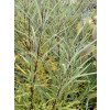 Salix rosmarinifolia - vrba rozmarýnolistá