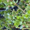 Salix simulatrix (x) - vrba zakrslá